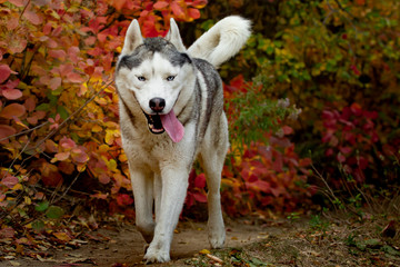Portrait of cute and happy dog breed Siberian husky with tonque hanging out running in the bright yellow autumn forest. Cute grey and white husky dog in the golden fall forest