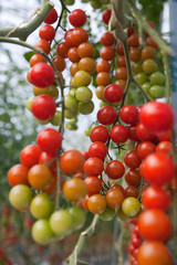 Cherry Tomatoes On The Vine
