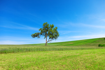 Fototapeta na wymiar Tree, field, hill, amazing blue sky.