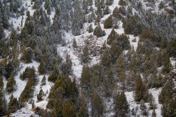 snow on the mountain and trees