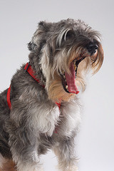 dog of breed schnauzer roaring like a lion