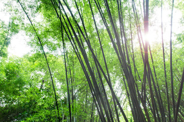 Obraz premium Bamboo trees in the rainforest