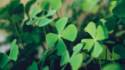 clover leaves on green background