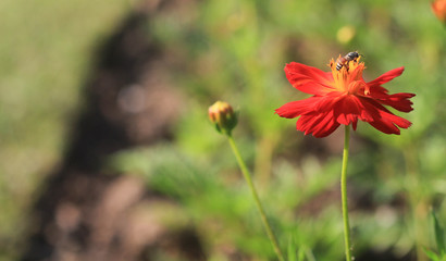 Sulfur Cosmos flower in the garden. With space for add text.