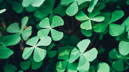 clover leaves on green background