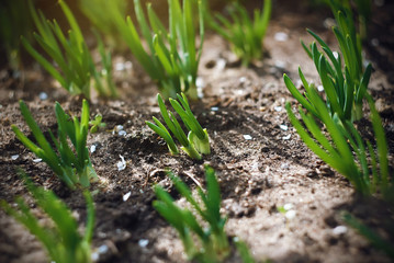 Young fresh green shoots of onions in the garden, illuminated by sunlight, in the spring, when falling flower petals.