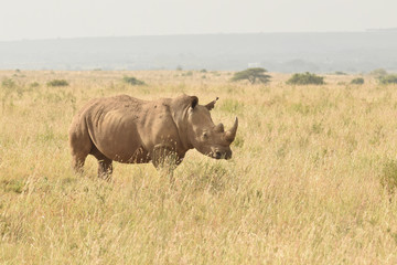 Fototapeta premium black rhino in nairobi national park kenya africa