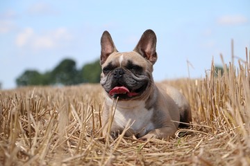 beautiful french bulldog is lying in a stubble field