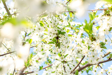 Obraz premium Soft focus branches of cherry blossoms. Blooming garden background.