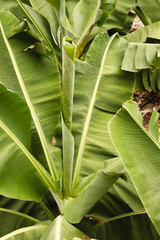 Obraz premium Detail of banana palm tree leaves
