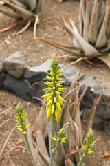 Aloe vera yellow flowers blooming