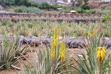 Aloe vera plantation blooming