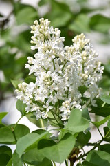 white lilac