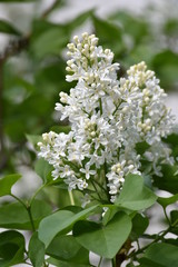 white lilac