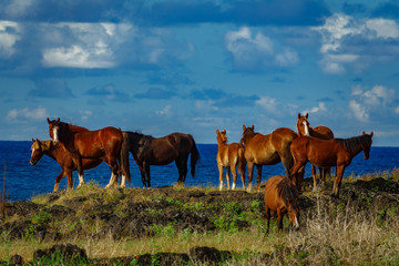Fototapeta premium Group of wild horses over the rocks near ocean