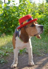 beagle in garden