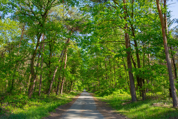 Rural road in Muensterland, Westphalia, Germany