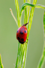 Ladybird sitting on the grass in the meadow.