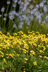 Flowers in the garden multiple species 