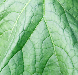 close up of a cucumber leaf green fresh organic