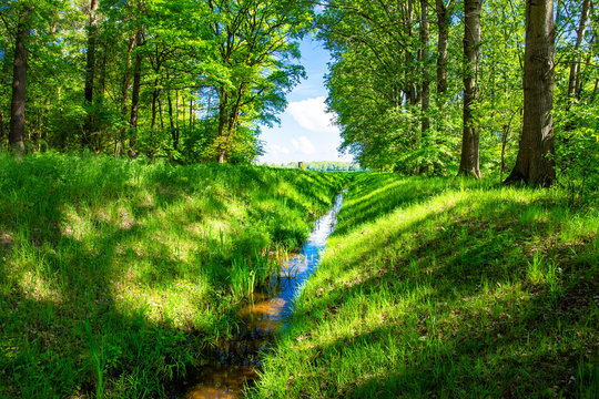 Little brook in the forest near Sassenberg, Westphalia, Germany