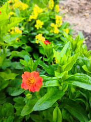 Orange geum flower in the foreground and yellow primrose in the background. Garden