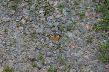  Butterfly mournage sits on stony ground