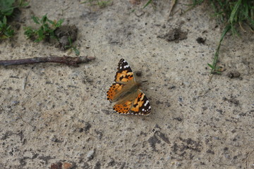 Fototapeta na wymiar Butterfly mournage sits on stony ground