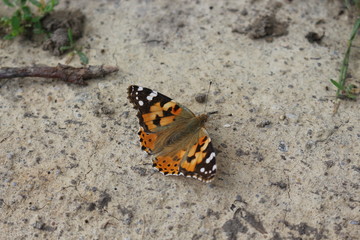 Fototapeta na wymiar Butterfly mournage sits on stony ground