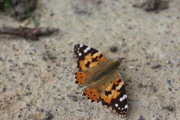 Obraz na płótnie Canvas Butterfly mournage sits on stony ground