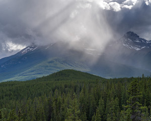 Pine trees with mountain in the background, Saskatchewan River Crossing, Icefields Parkway, Jasper,...