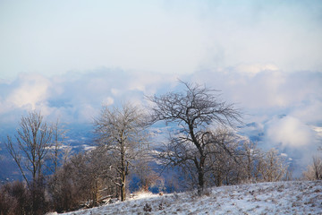 winter rural landscape with trees and blue sky