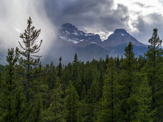 Pine trees with mountain in the background, Saskatchewan River Crossing, Icefields Parkway, Jasper,...