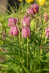 Schachbrettblumen mit viel Grün