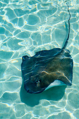 stingray swimming through crystal clear caribbean sea at stingray city, cayman islands