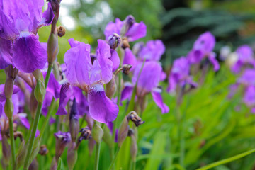 purple iris flower field background 