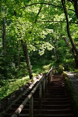 trekking in deep green forest 