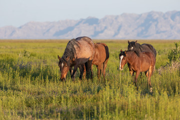 Wild Horses in Spring in the Utah Desert
