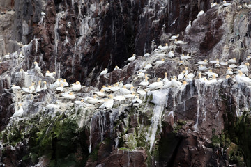 Gulls on Bass Rock in North Berwick, Scotland, UK. 