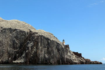 Fototapeta na wymiar Bass Rock and it's colony of gulls.