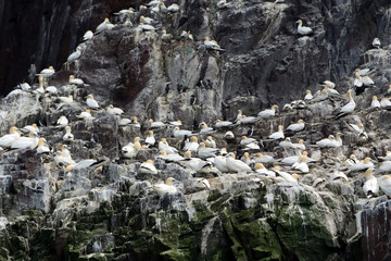 Gulls on Bass Rock in North Berwick, Scotland, UK. 