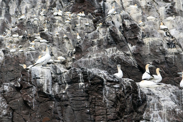 Gulls on Bass Rock in North Berwick, Scotland, UK. 