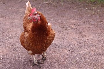 Free range hen