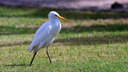 Great white egret on the grass