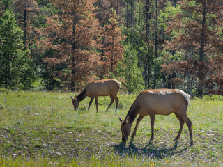 Naklejka na ściany i meble Female elks grazing in forest, Yellowhead Highway, Jasper National Park, Jasper, Alberta, Canada