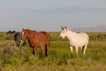 Fototapeta premium Wild Horses in Spring in the Utah Desert