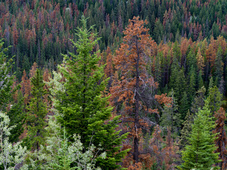 Elevated view of pine forest, Icefields Parkway, Jasper, Alberta, Canada