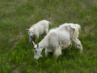 High angle view of Mountain goat�(Oreamnos americanus) with its kid in field, Icefields Parkway, Jasper, Alberta, Canada