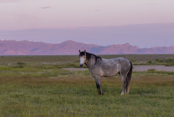 Fototapeta premium Wild Horse Stallion at Dawn in the Utah Desert