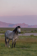 Wild Horse Stallion at Dawn in the Utah Desert